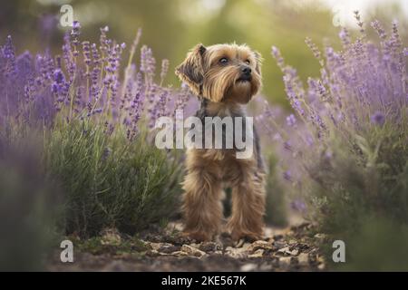 Yorkshire Terrier im Sommer Stockfoto