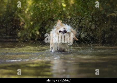 Border Collie in Wasser Stockfoto