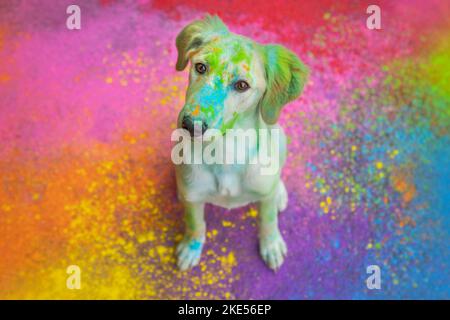 holi schießen mit Mongrel Stockfoto