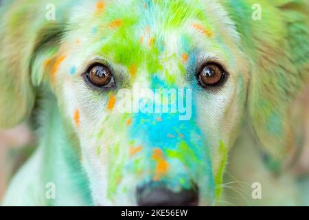 holi schießen mit Mongrel Stockfoto