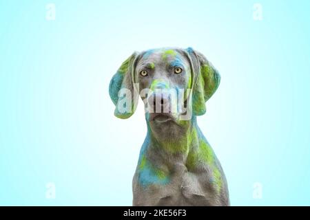 Weimaraner für Erwachsene Stockfoto