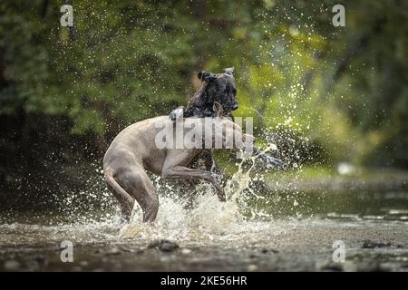 2 Hunde Stockfoto