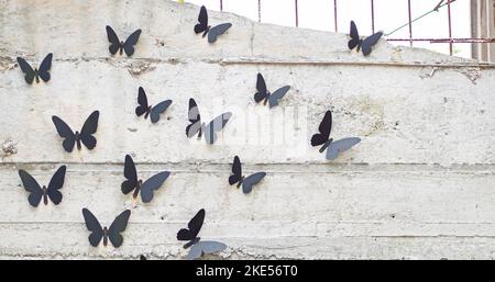 Mehrere metallische schwarze Schmetterlinge saßen auf einer Zementwand. Stockfoto