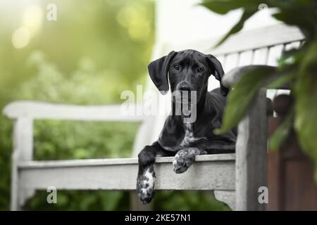 Junger Dalmatiner-Rhodesier-Ridgeback Stockfoto