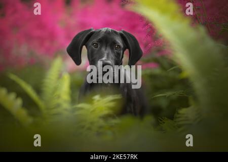 Junger Dalmatiner-Rhodesier-Ridgeback Stockfoto
