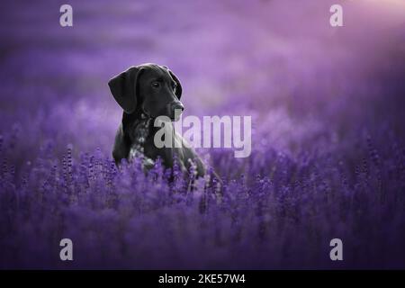 Junger Dalmatiner-Rhodesier-Ridgeback Stockfoto