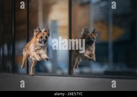 Running Pyrenean Sheepdog Stockfoto