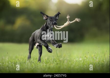 Junger Dalmatiner-Rhodesier-Ridgeback Stockfoto