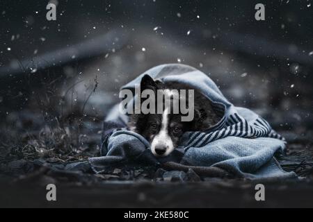 Miniatur Australian Shepherd im Winter Stockfoto