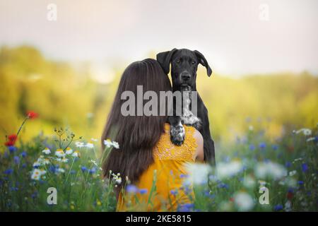 Junger Dalmatiner-Rhodesier-Ridgeback Stockfoto