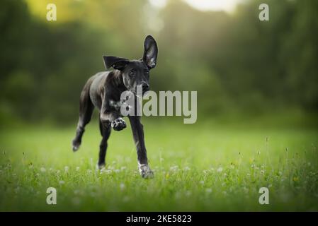 Junger Dalmatiner-Rhodesier-Ridgeback Stockfoto