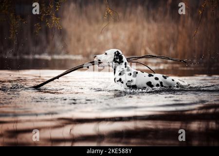 Dalmatiner im Herbst Stockfoto