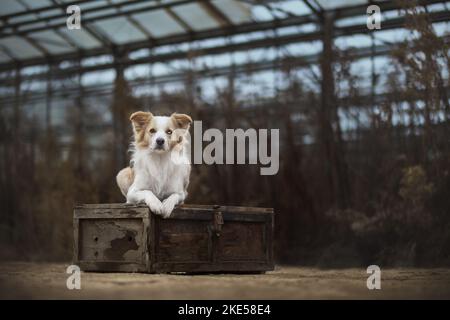 Border Collie im Gewächshaus Stockfoto