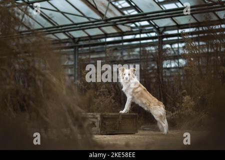 Border Collie im Gewächshaus Stockfoto