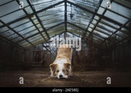 Border Collie im Gewächshaus Stockfoto