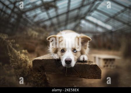 Border Collie im Gewächshaus Stockfoto