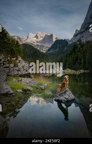 Golden Retriever im Sommer Stockfoto