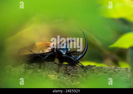 Fünffachniger Nashornkäfer (Eupatorus gracilicornis), auch bekannt als Hercules-Käfer, fokussiert auf den Käfer, verschwommener naturgrüner Hintergrund. Stockfoto