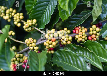 Kaffeebohnen wachsen in Da Lat Vietnam Stockfoto