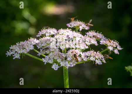 Heracleum sphondylium, gewöhnlicher Hogweed, bedeckt mit Schwebefliegen Stockfoto