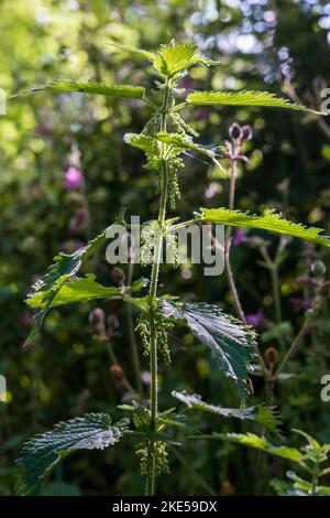 Urtica Dioica, Brennnessel Stockfoto