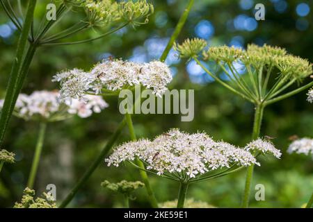 Heracleum Sphondylium, gemeinsame Bärenklau Stockfoto