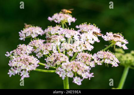 Heracleum sphondylium, gewöhnlicher Hogweed, bedeckt mit Schwebefliegen Stockfoto