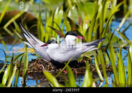 Ein paar geflüsterte Seeschwalbenvögel brüten im seichten Flusswasser zwischen Grünwasserpflanzen Stockfoto