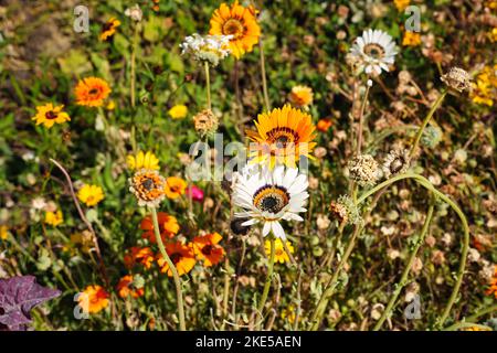 Eine Nahaufnahme von Arctotis fastuosa, Monarch-of-the-Veld mit anderen bunten Blumen. Stockfoto