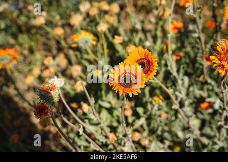 Eine Nahaufnahme von Arctotis fastuosa, Monarch-of-the-veld auf der Wiese. Stockfoto