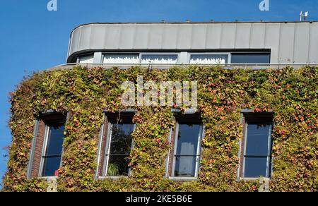 Lebende Wand des modernen Gebäudes, Beispiel der städtischen Begrünung und vertikalen Gartenarbeit Stockfoto