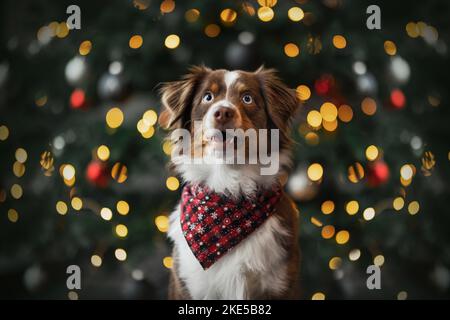 Miniature Australian Shepherd zu weihnachten Stockfoto