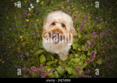 Cockerpoo im Sommer Stockfoto