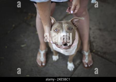 Sitting American Pit Bull Stockfoto