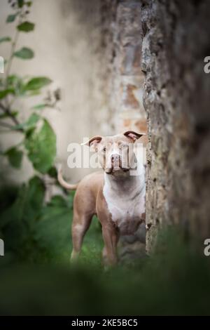 American Pit Bull im Sommer Stockfoto