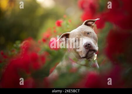 American Pit Bull im Sommer Stockfoto