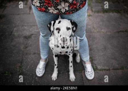 Menschlich und dalmatinischer Stockfoto