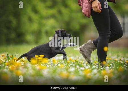 Dalmatian-Rhodesian-Ridgeback Welpe Stockfoto