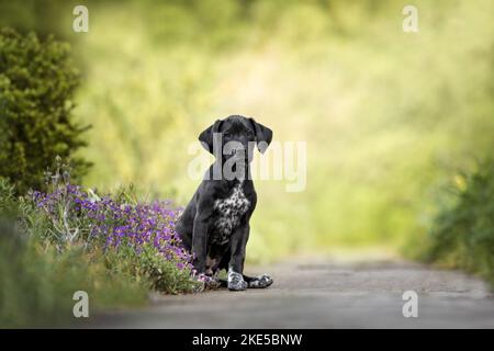 Dalmatian-Rhodesian-Ridgeback Welpe Stockfoto