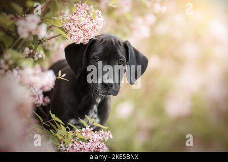 Dalmatian-Rhodesian-Ridgeback Welpe Stockfoto