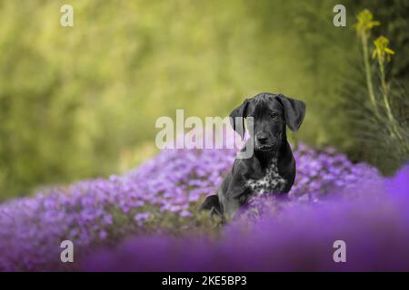 Dalmatian-Rhodesian-Ridgeback Welpe Stockfoto