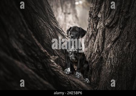 Dalmatian-Rhodesian-Ridgeback Welpe Stockfoto