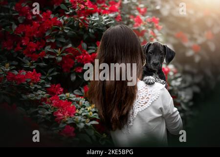 Dalmatian-Rhodesian-Ridgeback Welpe Stockfoto