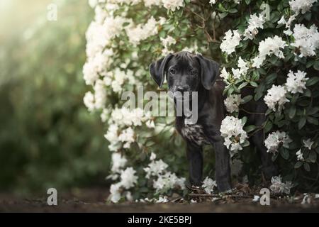 Dalmatian-Rhodesian-Ridgeback Welpe Stockfoto