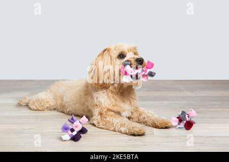 Havaneser im studio Stockfoto