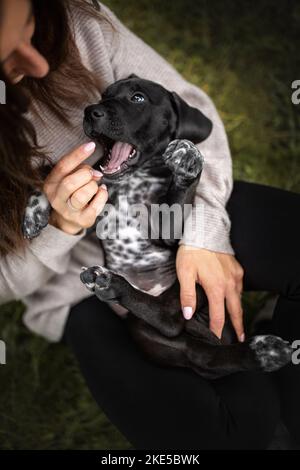 Dalmatian-Rhodesian-Ridgeback Welpe Stockfoto