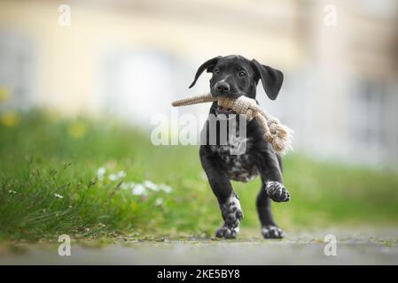 Dalmatian-Rhodesian-Ridgeback Welpe Stockfoto