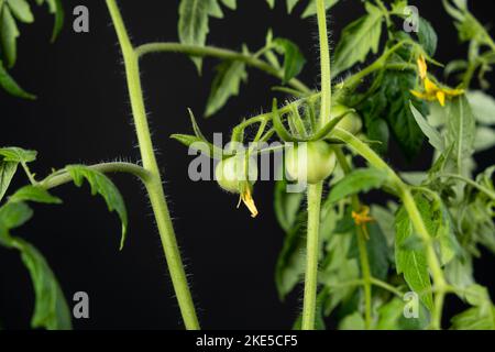 Tomaten aus Samen anbauen, Schritt für Schritt. Schritt 12 - viele grüne Tomaten auf Ästen auf schwarzem Hintergrund Stockfoto