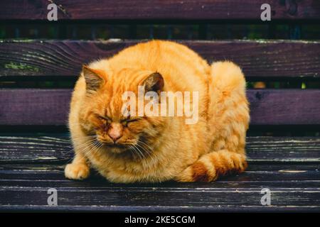 Alte, rothaarige Katze schläft auf einer Holzbank Stockfoto