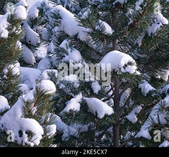 Kiefernsträucher Calgary Alberta Stockfoto